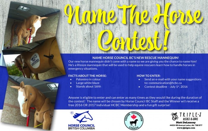 Name The Horse Contest! – Horse Council BC